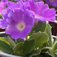 Primula allionii 'Jo Jo'